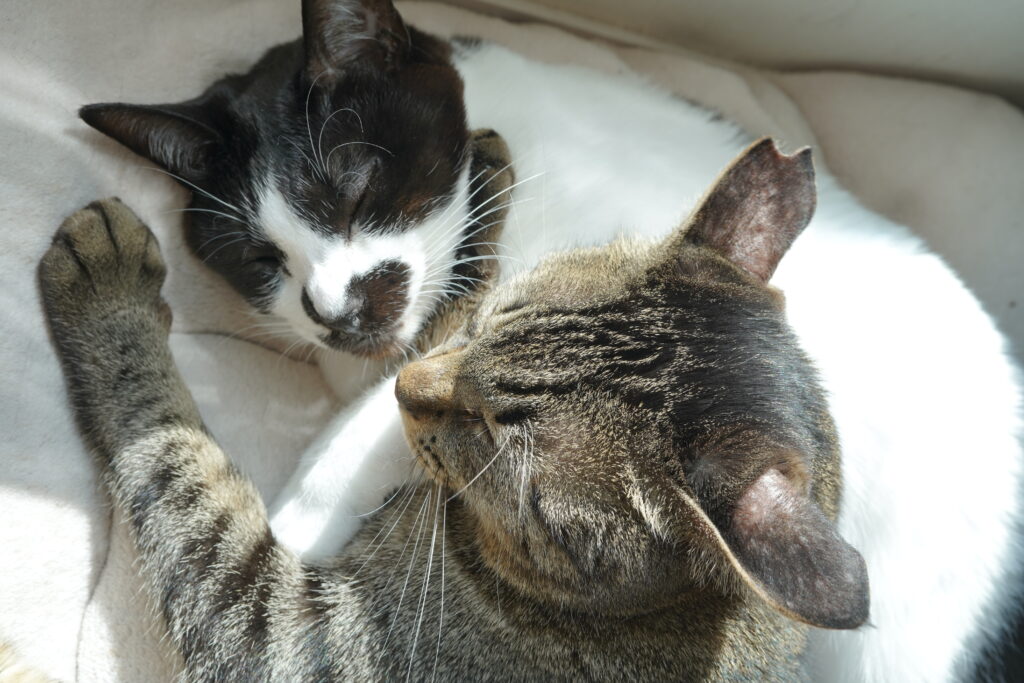 代表が大切にしている保護猫との暮らし